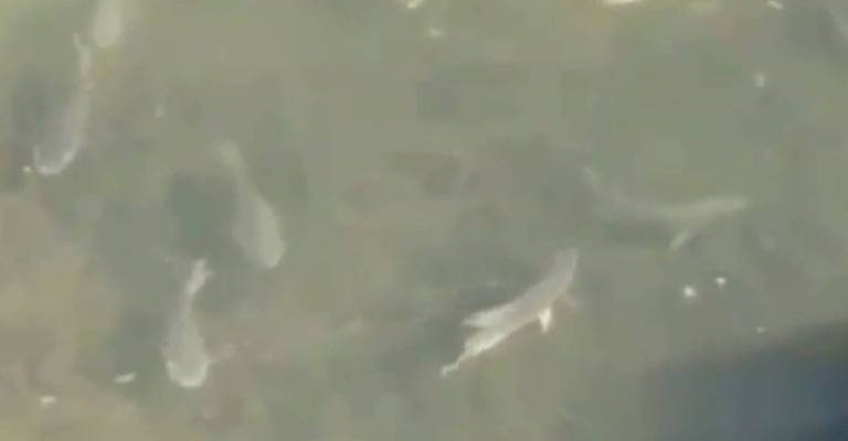 peixes-rio-pinheiros