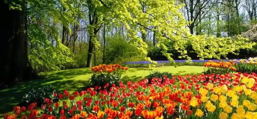 5-dicas-para-cuidar-do-jardim-na-primavera