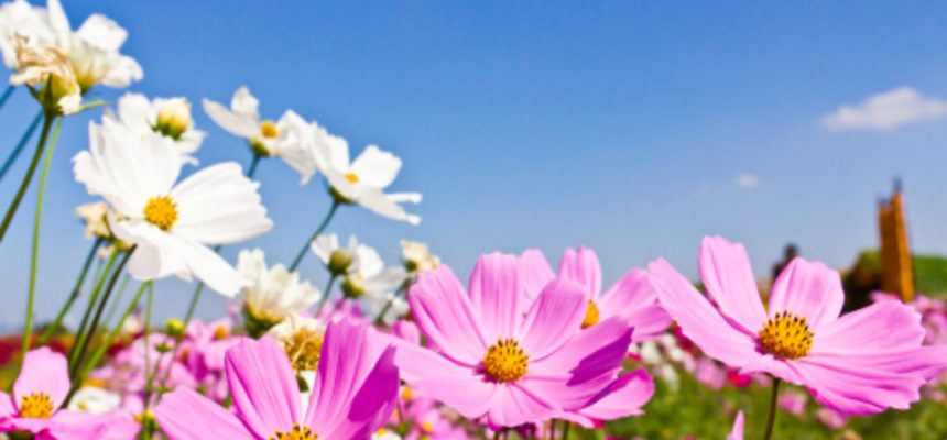 Cosmos flower garden