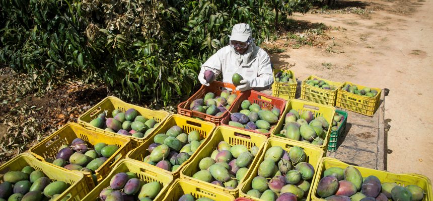 produtor_fruta_wenderson_araujo