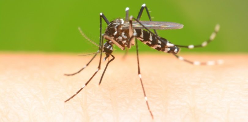 dengue