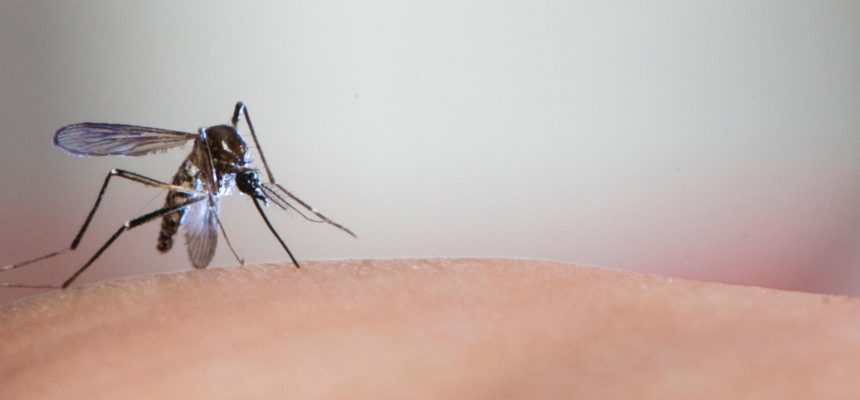 site_mosquitozika-0-2280px-abre
