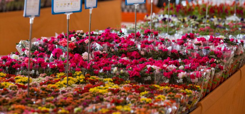 shopping_das_flores_-_credito_fabiano_de_bruim
