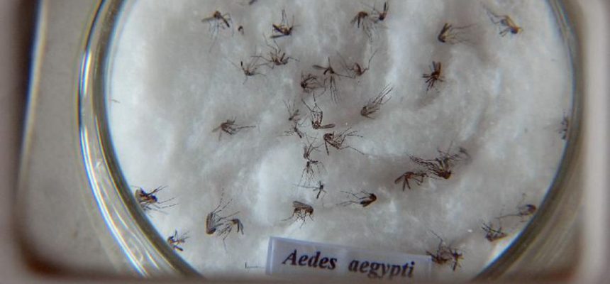 aedes_aegypti