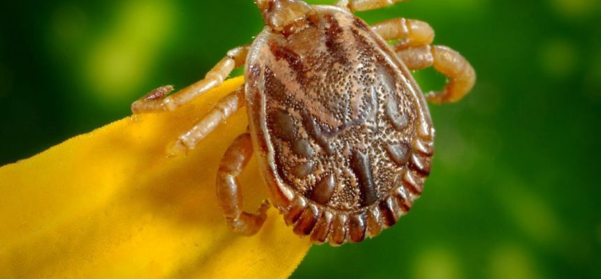 Carrapato-estrela, transmissor da bactéria causadora da Febre Maculosa. Foto: Prefeitura de Jundiaí