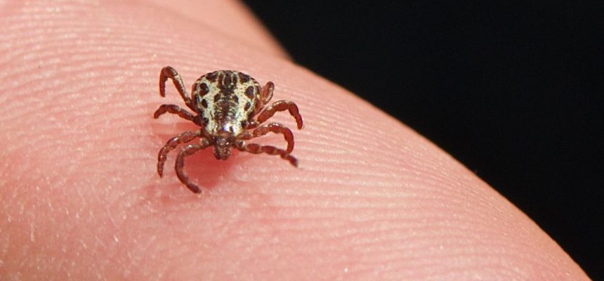 Carrapato-estrela, transmissor da bactéria causadora da Febre Maculosa. Foto: Jerry Kirkhart/Wikimedia
