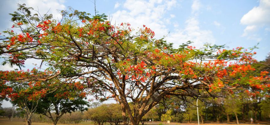 No dia 23 de setembro é oficialmente declarado o início da Primavera no Hemisfério Sul, pois no Hemisfério Norte, nesse mesmo dia, inicia-se o outono (Marcello Casal Jr/Agência Brasil)