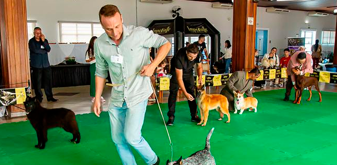 sorocaba-recebera-pela-primeira-vez-a-copa-das-americas-fecam-uma-das-mais-importantes-competicoes-de-caes-de-raca-das-americas